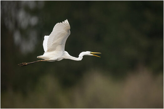 NZ8_8956+mkl1,2 Silberreiher  D.jpg