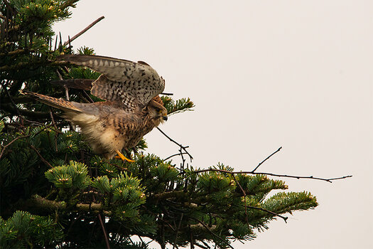 DSC_3782-1.jpg