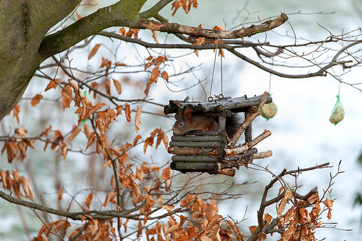 DSC_2822-1.jpg