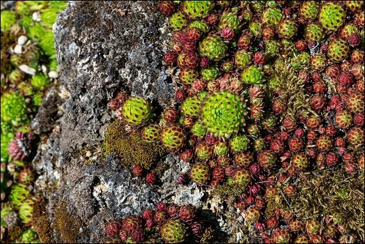 comp_Sempervivum.jpg