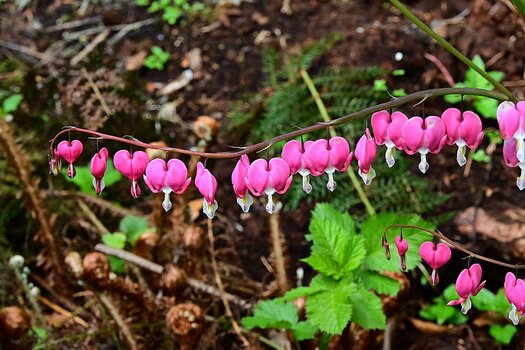 DSC_1715_k.jpg