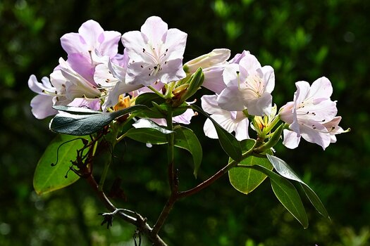 DSC_1716_k.jpg