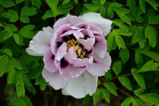 DSC_1745_k.jpg
