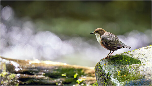 NZ8_2630+ mkl1,5 D.jpg