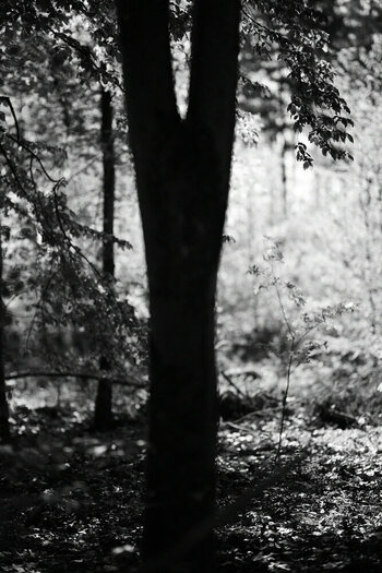 ZGF_2631_01.JPG