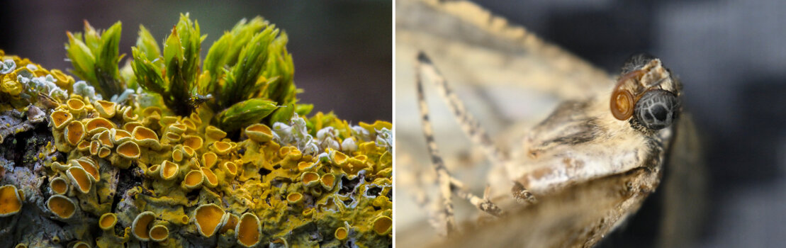 AH-6.jpg