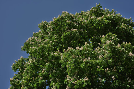 DSC_4107.f.f.jpg
