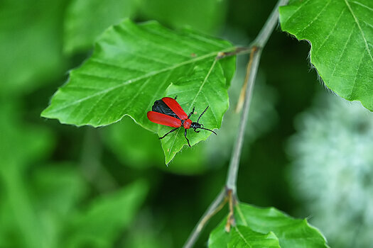 DSC_4392.f.jpg