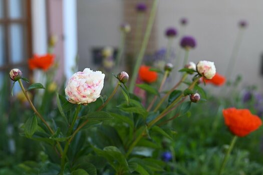 DSC_0326.jpg