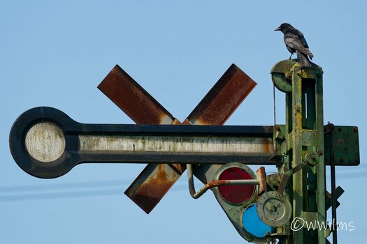 DSC_4343_DxO - Kopie.jpg
