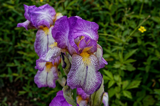 DSC_0295_DxO.jpg