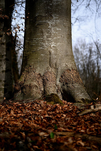 ZGF_0444_01.JPG
