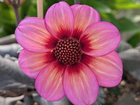 IMG-20250519-WA0009.jpeg