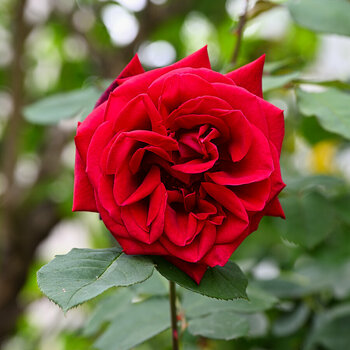 DSC_5047 (1).jpg