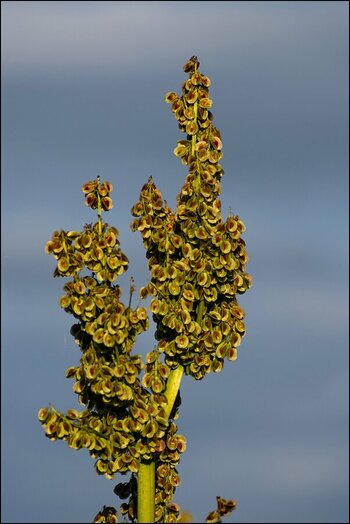 comp_Rhabarberblüte.jpg