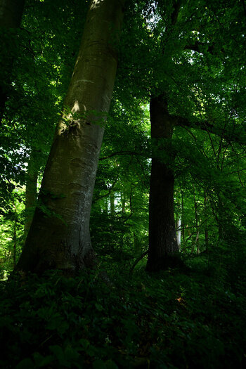 ZGF_3299_01.JPG