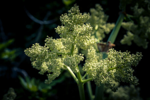 OS030525-101.jpg