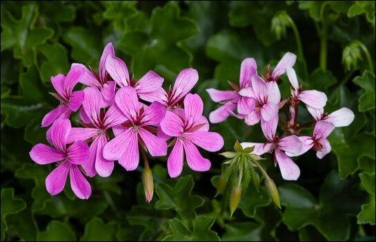 comp_Rosa Geranie.jpg