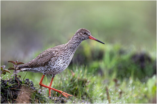 NZ9_6002+ mkl1,5 h Rotschenkel D.jpg