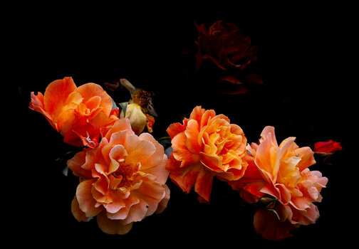 Rose Westerland.jpg