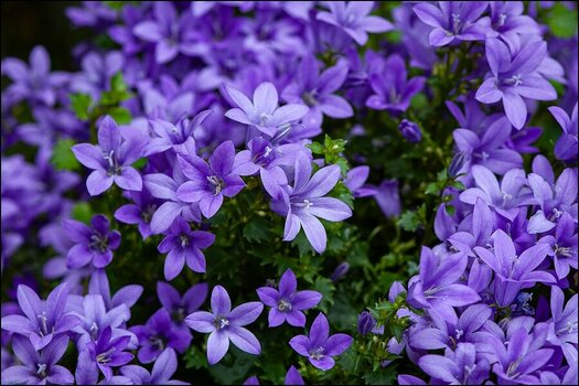 comp_Glockenblumen.jpg