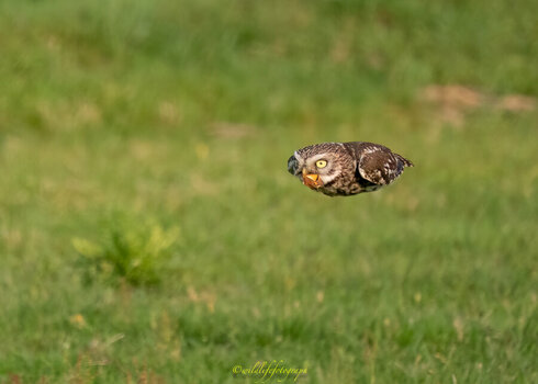 P5313511-4277-1.jpg