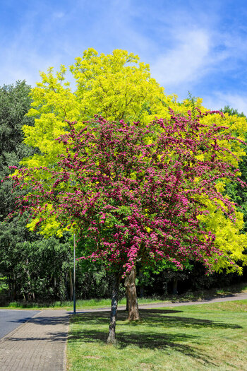 250514 Baumblüte.jpg