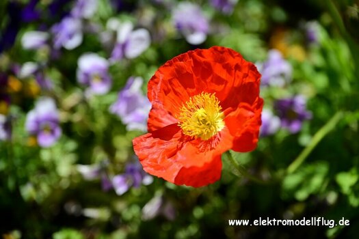 DSC_0269.JPG
