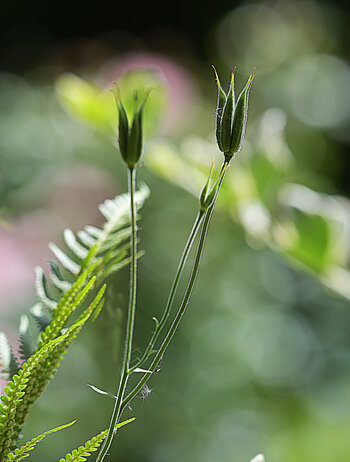 DSC_5007.f.jpg