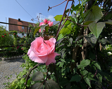 DSC_11018.jpg