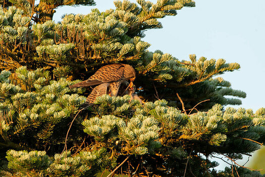 DSC_4111-2.jpg