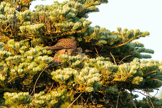 DSC_4121-2.jpg