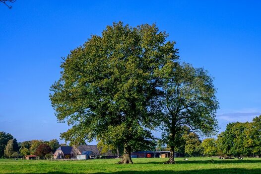Baum kl.jpg
