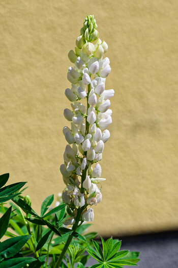 DSC_1236_DxO_DxO.jpg