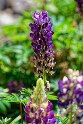 DSC_1237_DxO_DxO.jpg