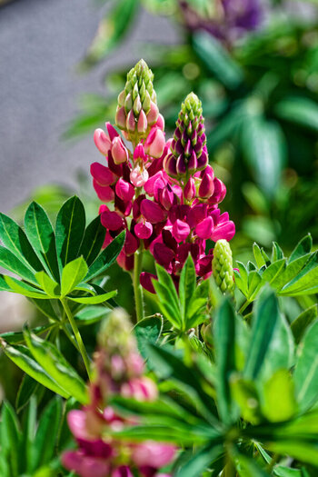 DSC_1238_DxO_DxO.jpg
