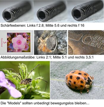 Macro-6.jpg