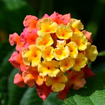 DSC_3571_k.jpg