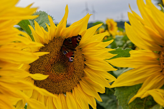 DSC_0502_DxO.jpg