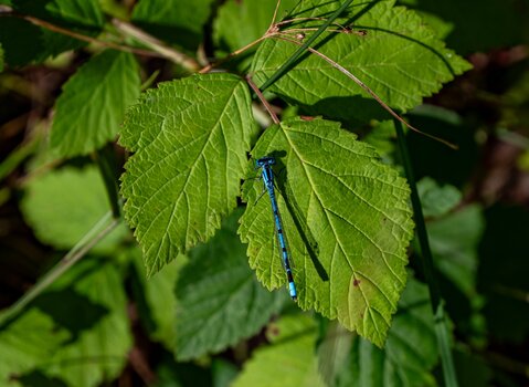 comp__DSC1564.jpg