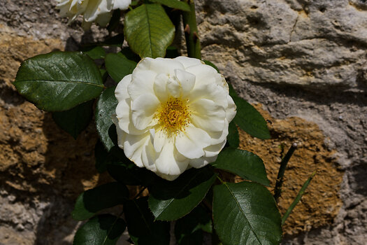 DSC_0517-DxO_DeepPRIME 3_DxO.jpg
