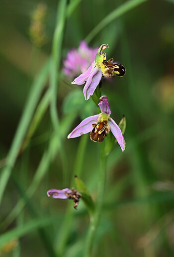 DSC_5009..2.f.f.jpg