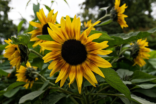 DSC_0786-DxO_DeepPRIME 3_DxO.jpg