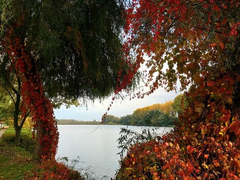 herbstlandschaft-am-see-mit-weinrotem-laub.jpg