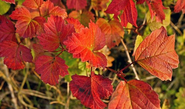 weinrote-herbstblaetter.jpg weinrote-herbstblaetter.jpg