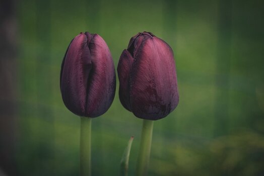weinrote-tulpen.jpg weinrote-tulpen.jpg
