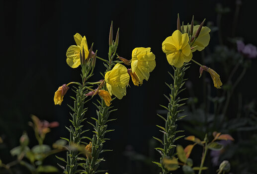 DSC_7208.f.jpg