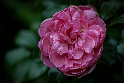 comp_Rose D70s.jpg