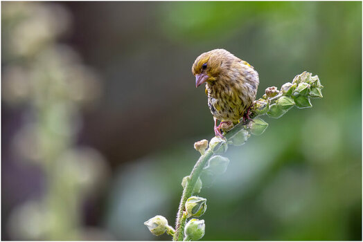 NZ8_4537+ mkl1,5 D.jpg