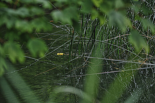 DSC_6011.f.2.jpg